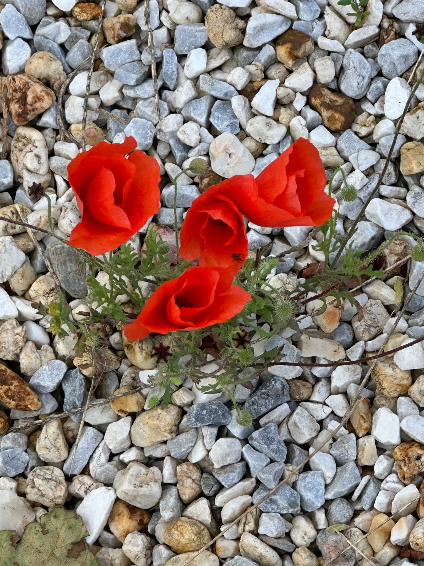 🔴 ATELIER ROUGE PROFOND – ANCRAGE & RESPIRATION - 17 avril 2025 - PARIS