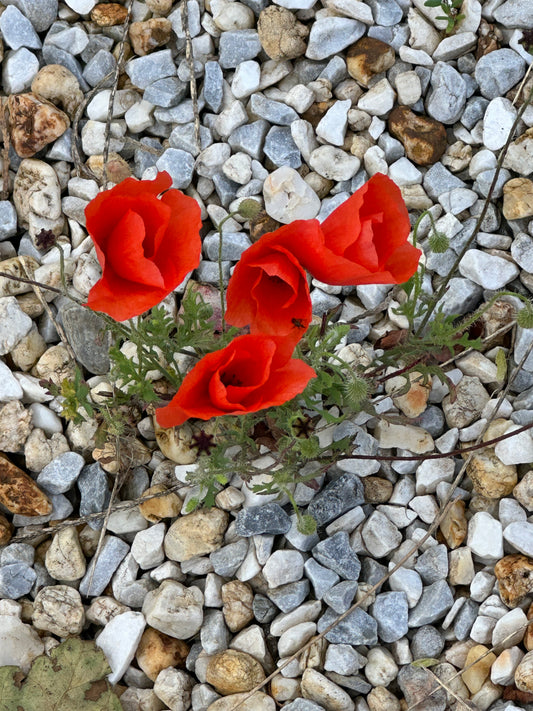 Atelier collectif Rouge Profond - DIJON - 19 février 2025